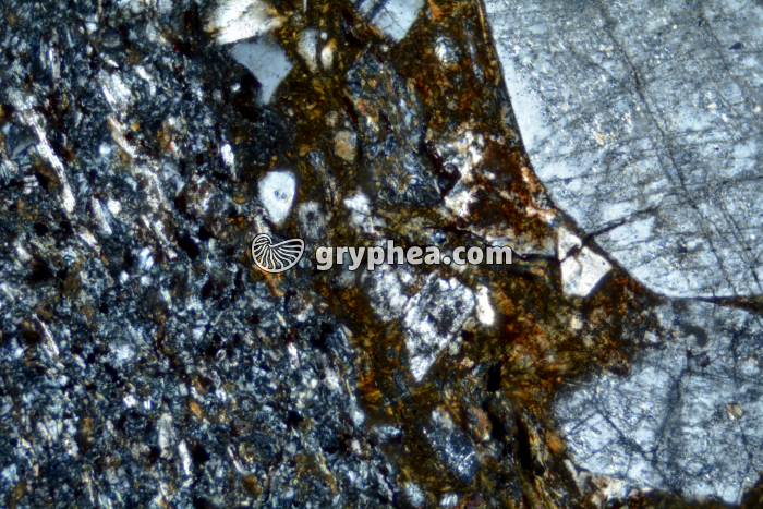 Rhyolite LPA x25 - gryphea.com
